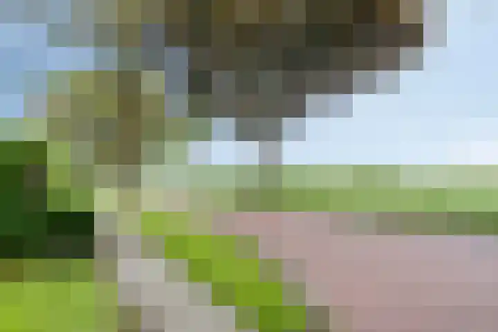 De Valouwe 62 Appelscha thumbnail 40