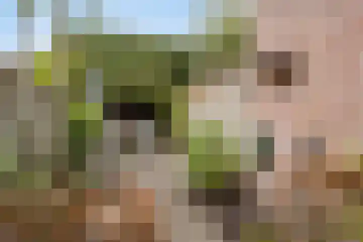 de Vang 5 Oirschot thumbnail 27