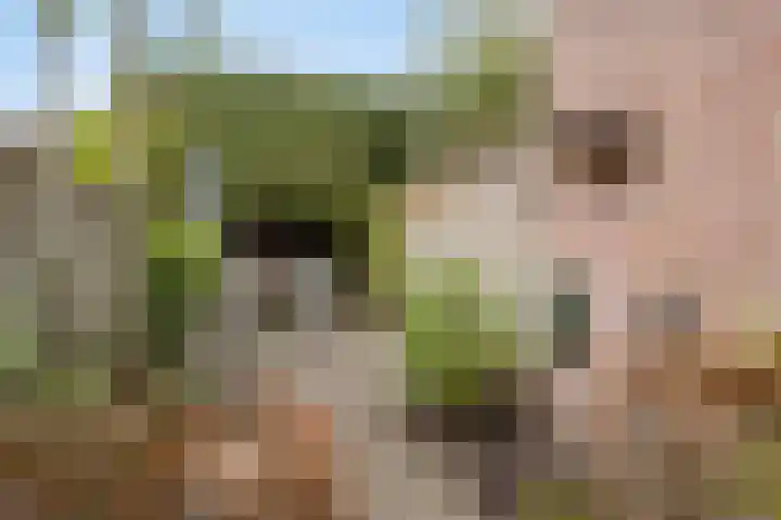 de Vang 5 Oirschot thumbnail 5