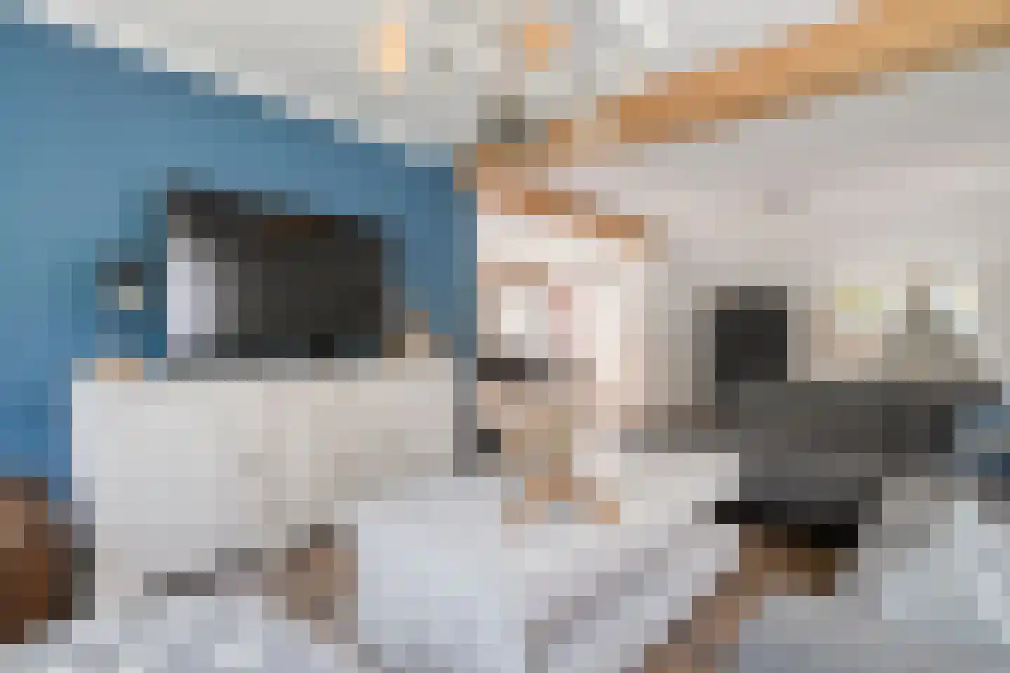 De Veenbies 12 Dedemsvaart thumbnail 10