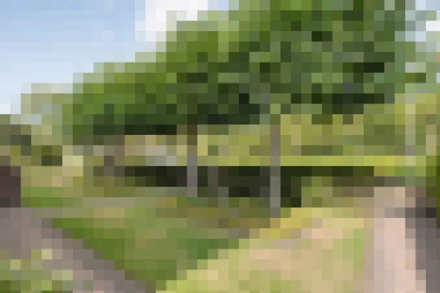 De Veenbies 12 Dedemsvaart thumbnail 61