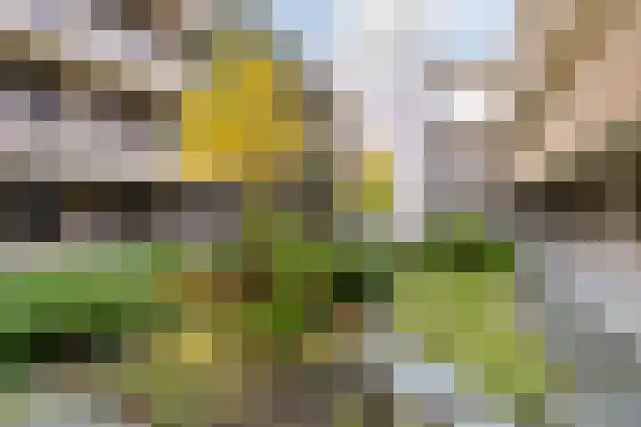 de Veentjes 77 Doetinchem thumbnail 9