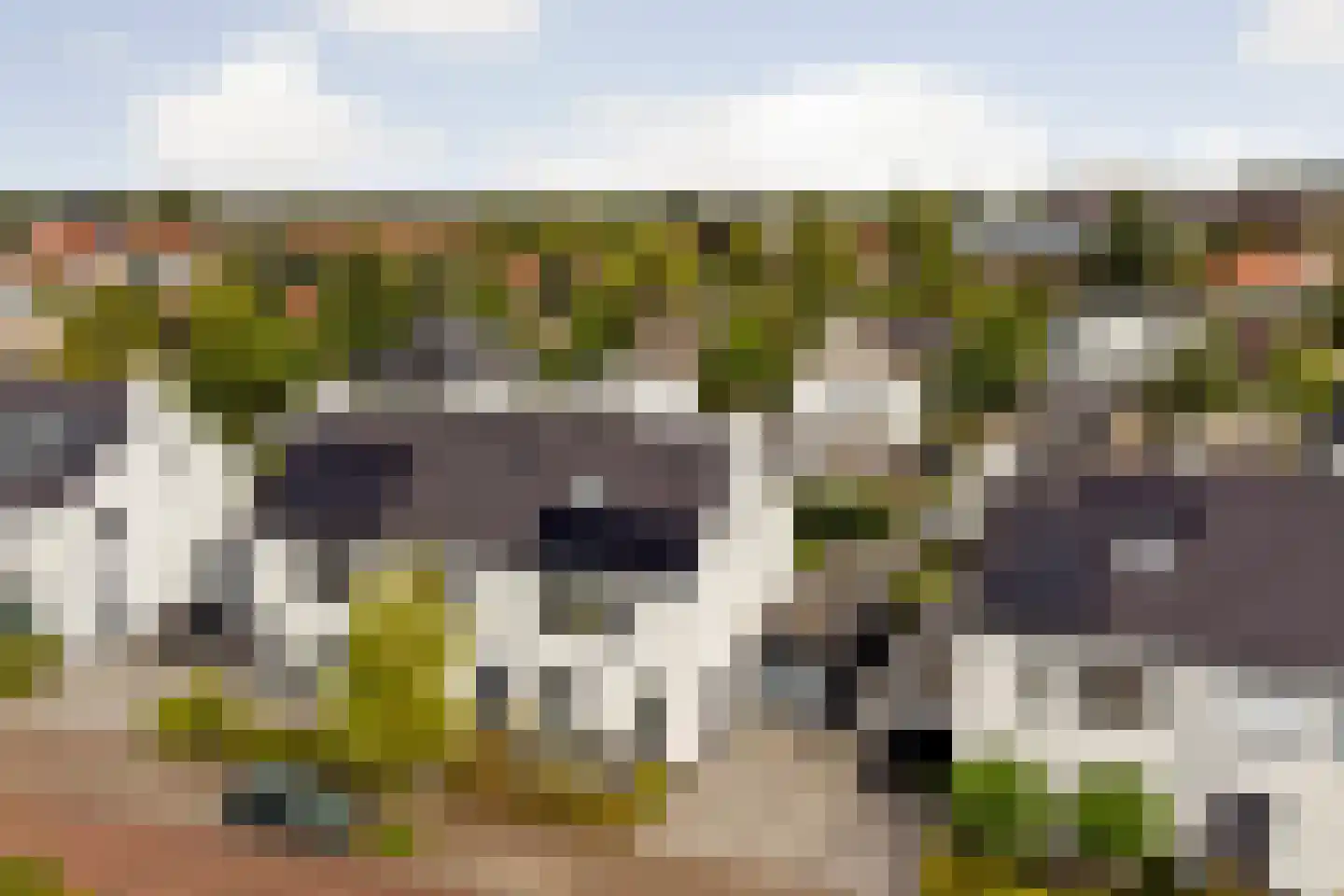 De Veilingmeester 46 Kapelle thumbnail 44