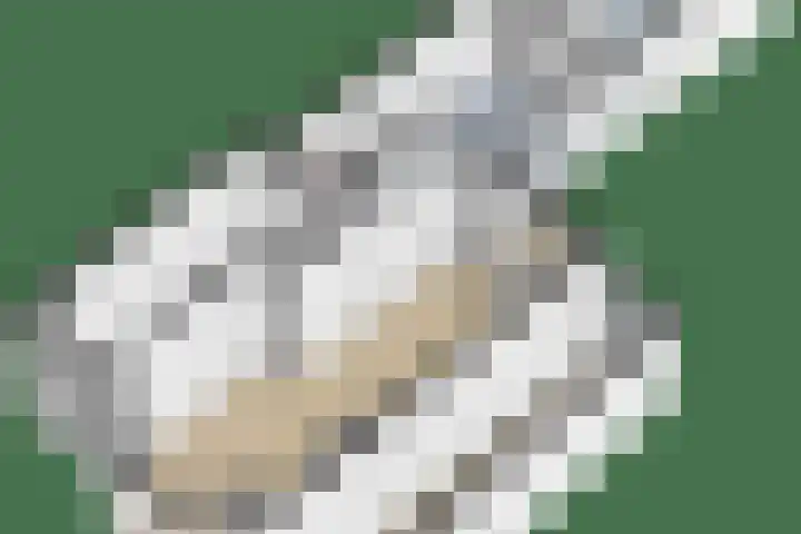 De Veilingmeester 8 Kapelle thumbnail 13