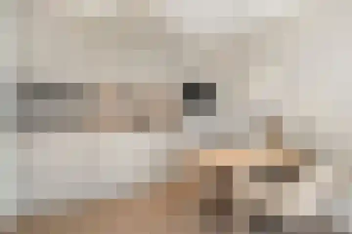 De Veldwachter 72 Schagen thumbnail 16