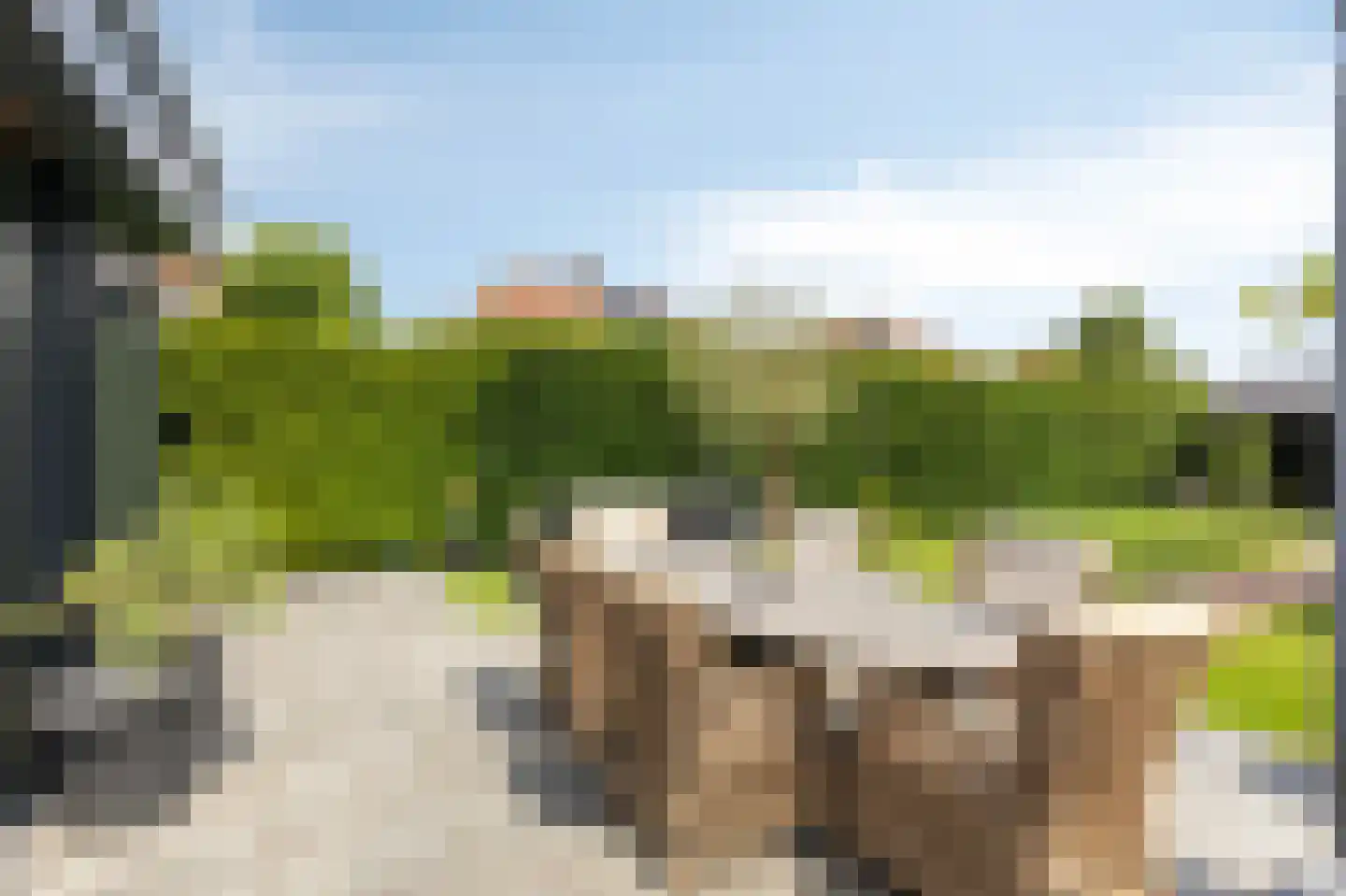 De Vendelier 1 Duiven thumbnail 49