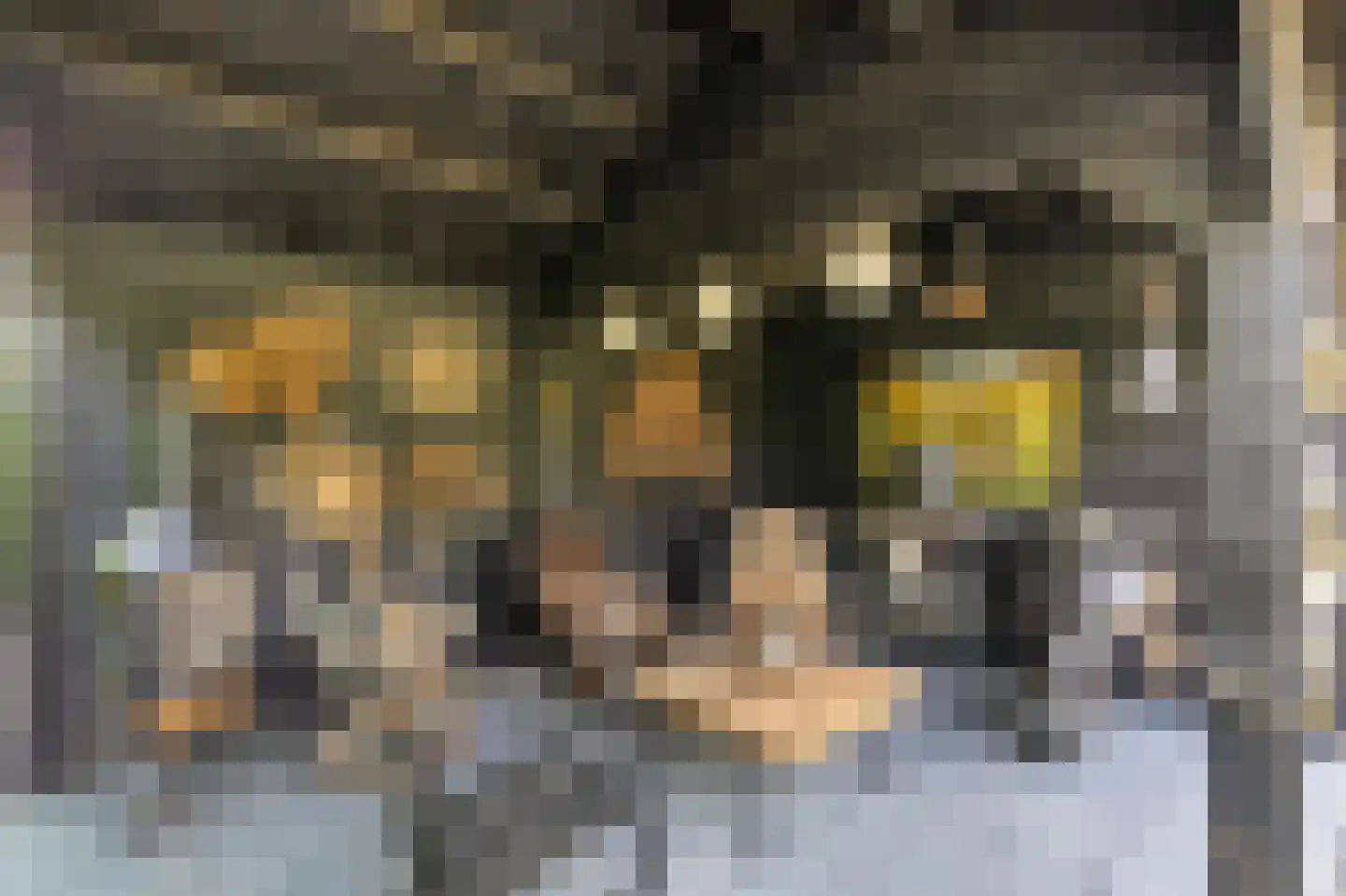De Vendelier 1 Duiven thumbnail 55