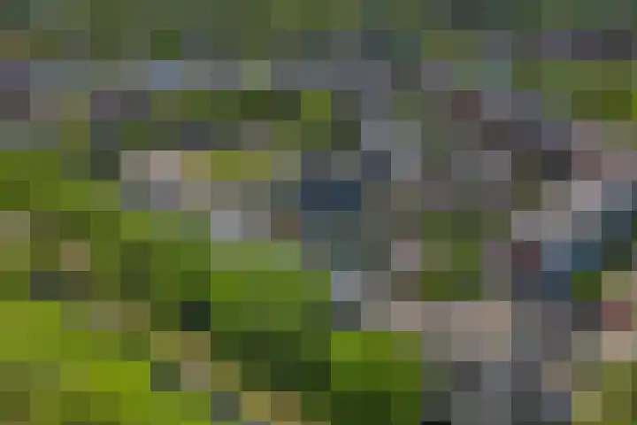 De Vergulde Paarden 107 Amersfoort thumbnail 37