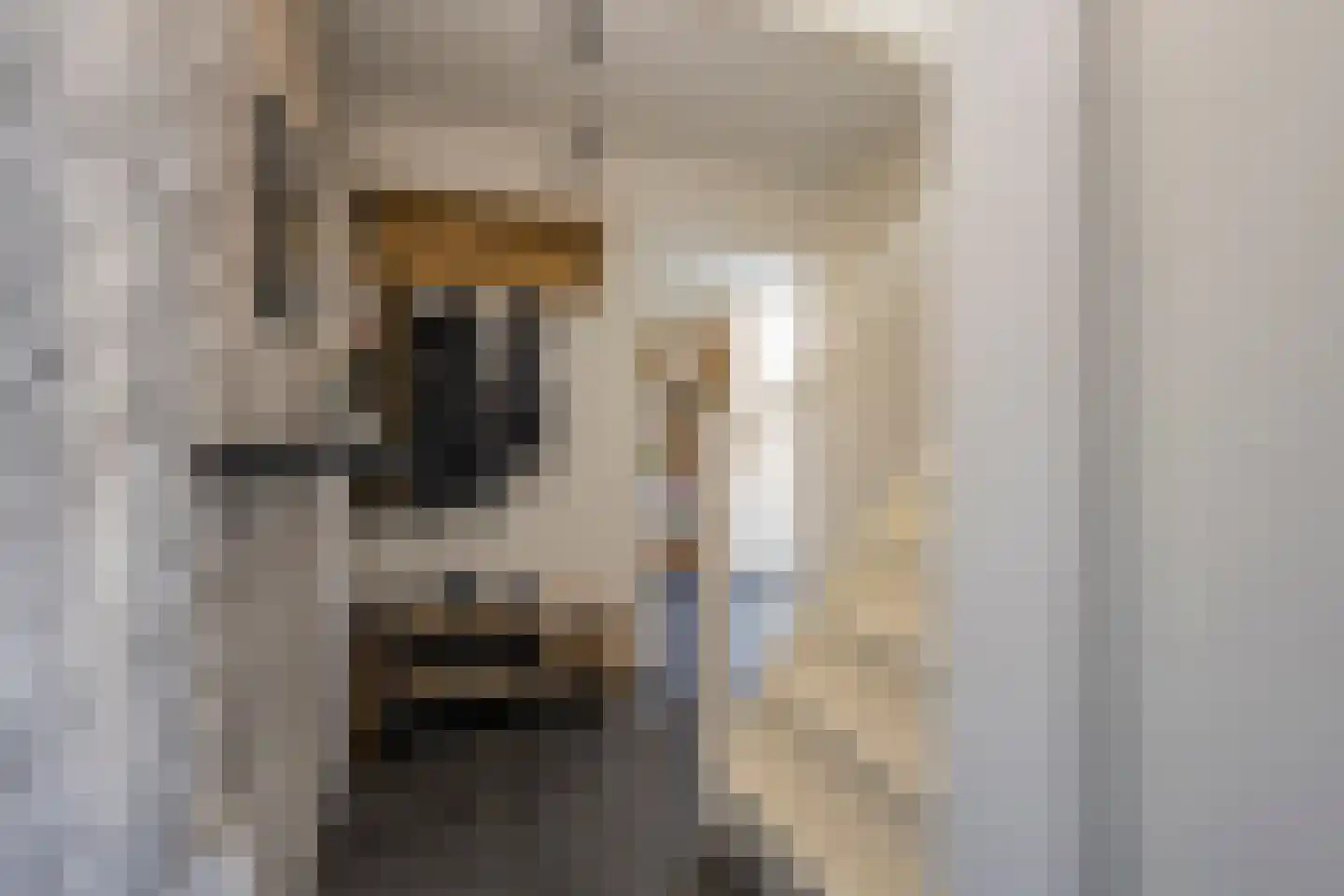 De Vergulde Valk 1 Amersfoort thumbnail 8