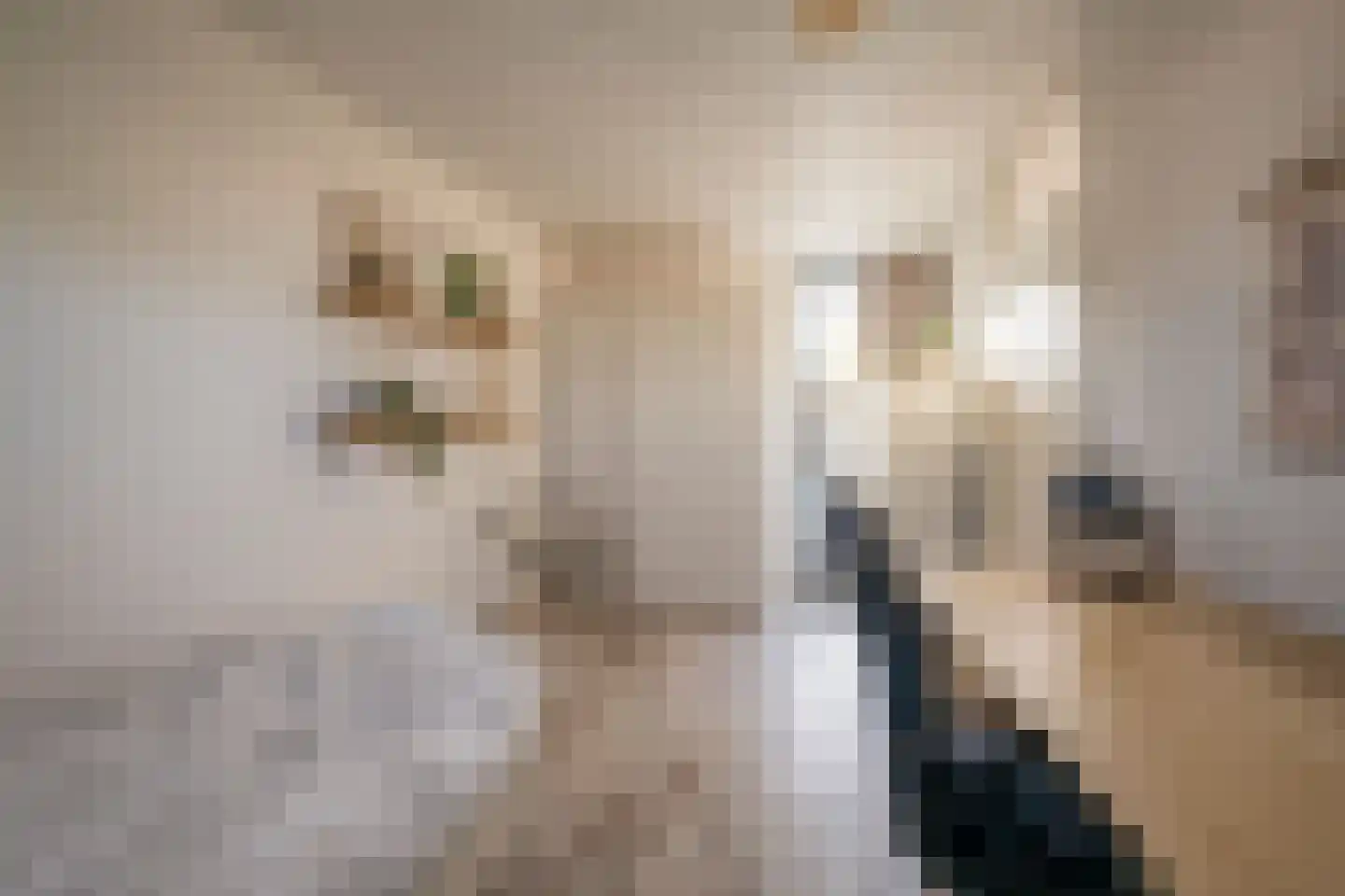 De Vergulde Valk 26 Amersfoort thumbnail 35