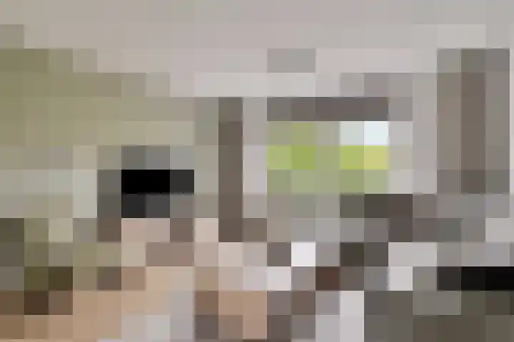 De Vergulde Wagen 98 Amersfoort thumbnail 6