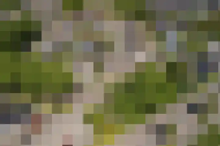 de vier Uitersten 24 Oirschot thumbnail 30