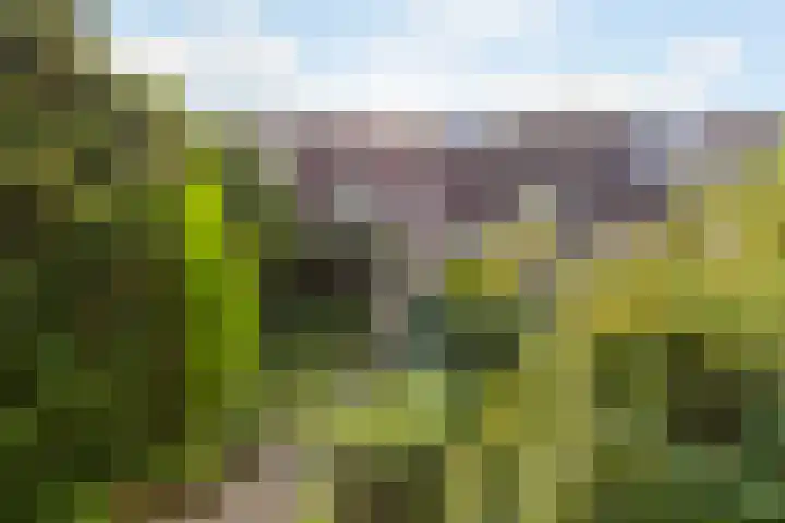 De Violieren 158 Apeldoorn thumbnail 20