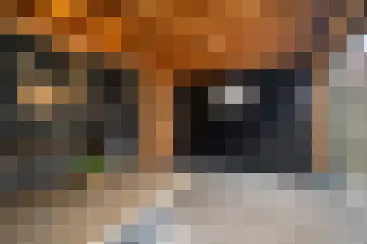 De Visserlaan 84 Nunspeet thumbnail 41