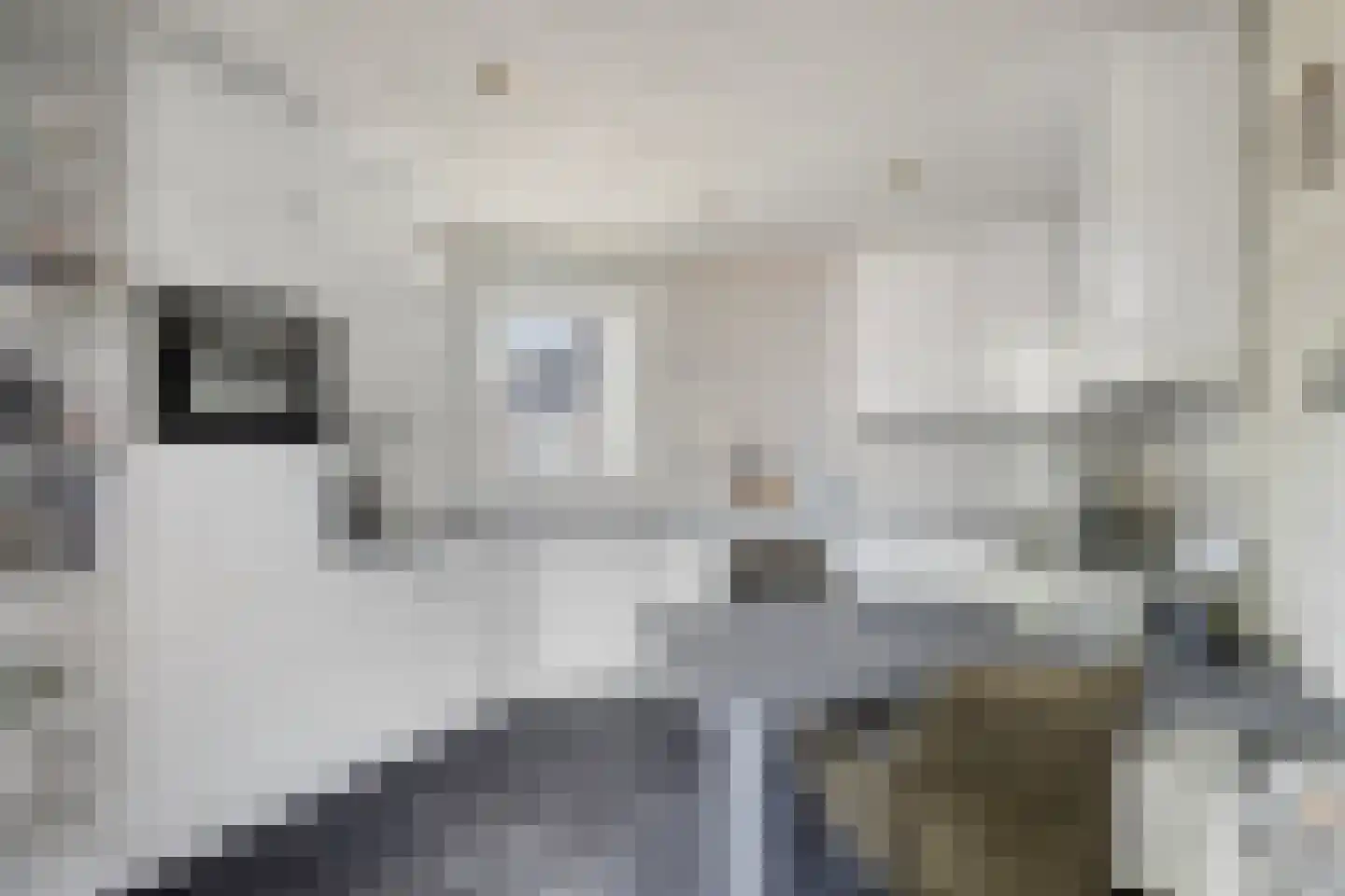 de Vlaanders 49 St. Willebrord thumbnail 8
