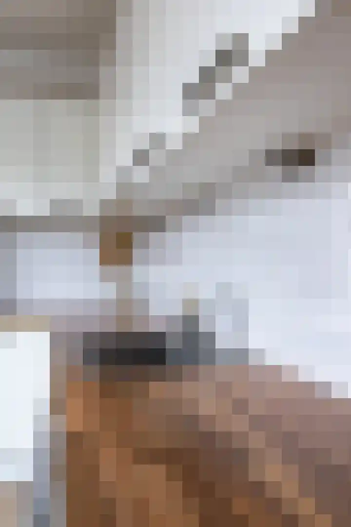 De Vlasakker 21 Bedum thumbnail 20