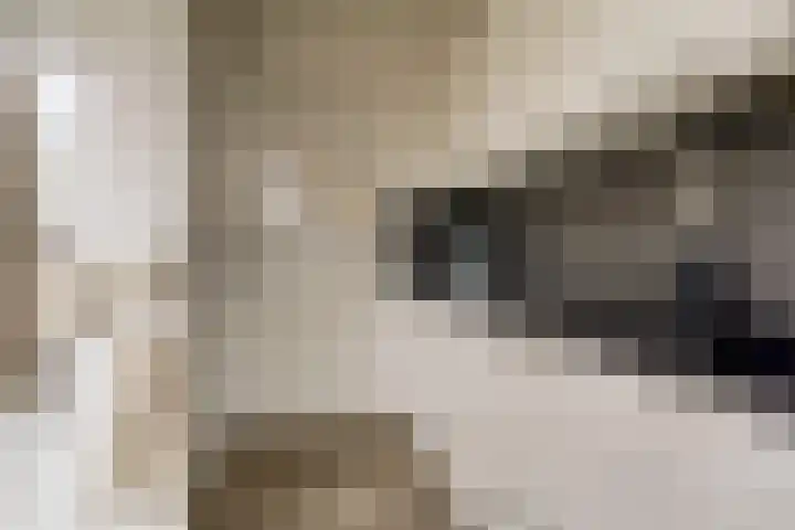 de Vlashegge 60 Dieren thumbnail 8