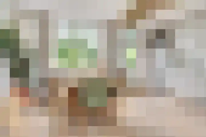 de Vlashegge 86 Dieren thumbnail 10