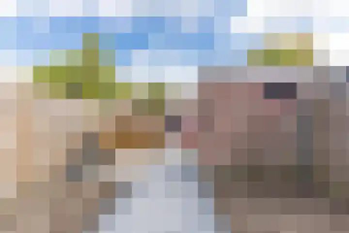 De Vlet 43 Tuitjenhorn thumbnail 33