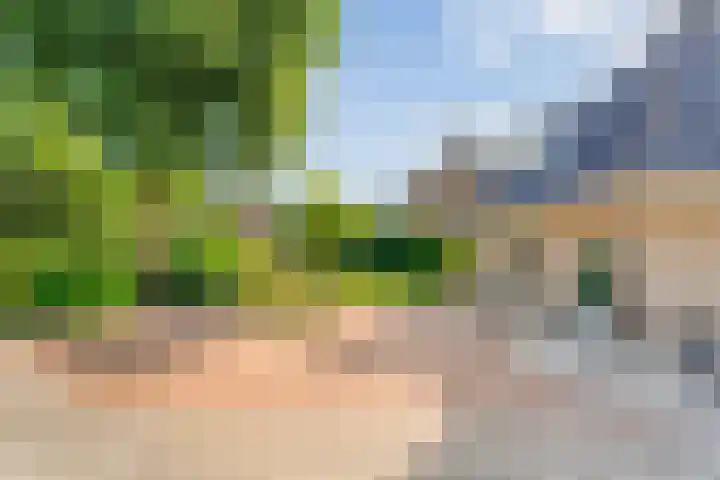 De Vlierbes 4 Dedemsvaart foto 3