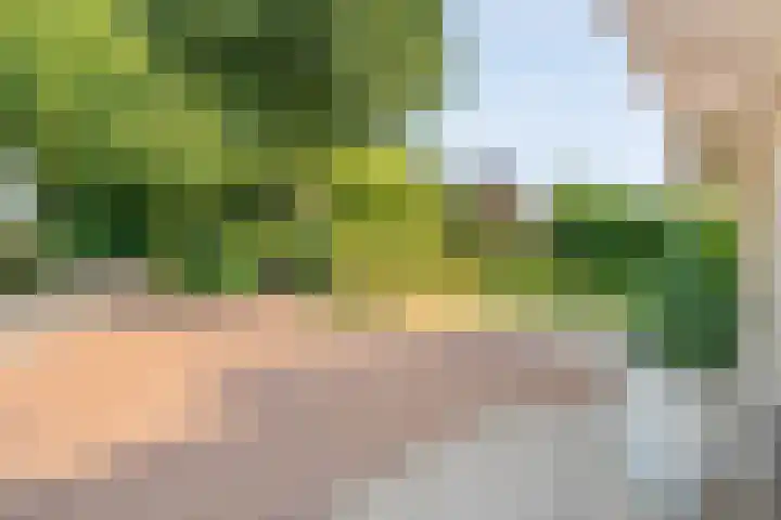 De Vlierbes 4 Dedemsvaart thumbnail 4