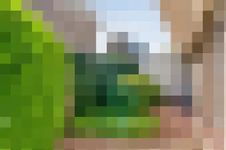 De Vlierbes 4 Dedemsvaart thumbnail 6