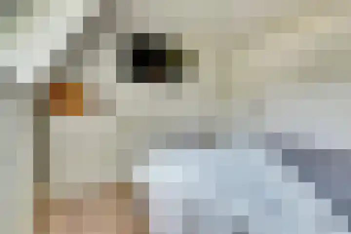 De Vlotbeemden 6 Waalre thumbnail 23