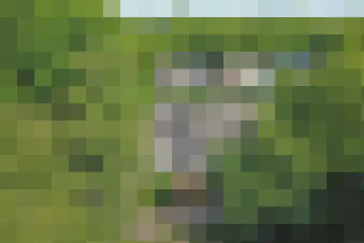 De Vlotbeemden 6 Waalre thumbnail 41