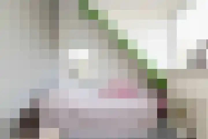 De Vogelakkers 6 Pesse thumbnail 35