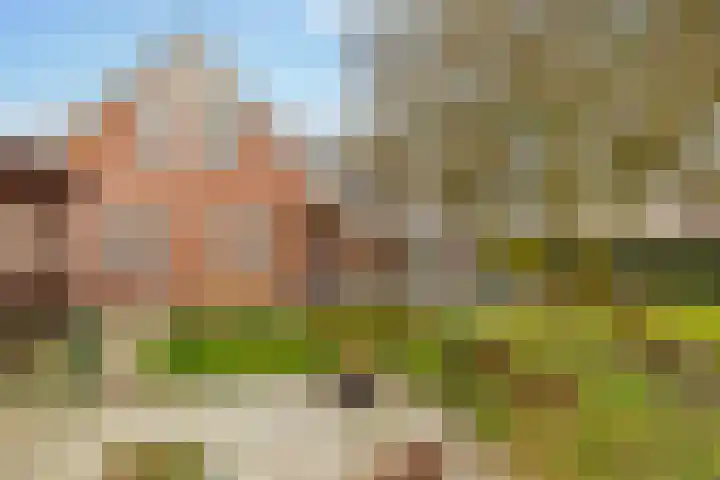 De Vogelakkers 6 Pesse thumbnail 48