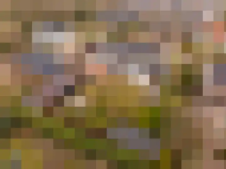 De Vogelakkers 6 Pesse thumbnail 61