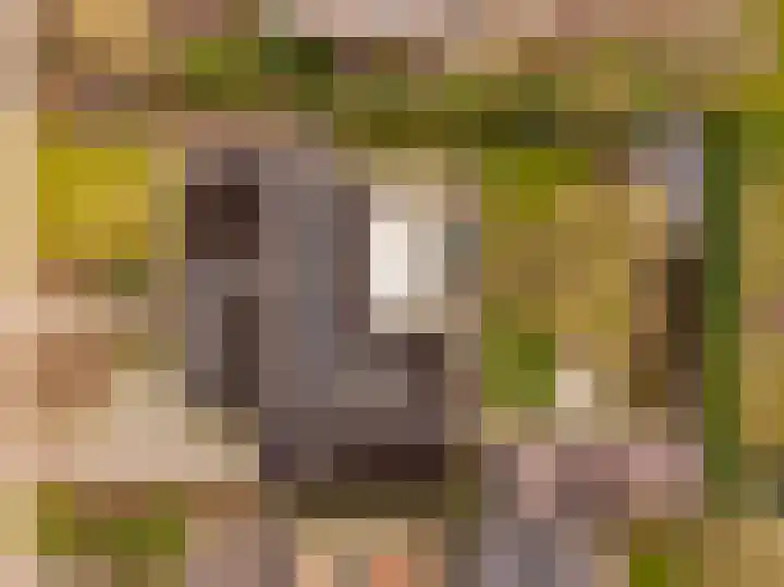 De Vogelakkers 6 Pesse thumbnail 62