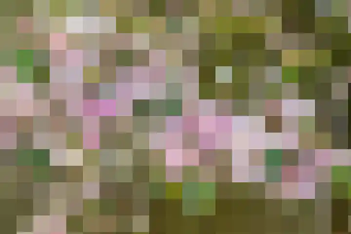 De Volder 71 Boxtel thumbnail 30