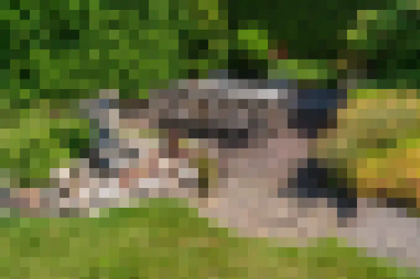de Vosholen 33 Sappemeer thumbnail 39