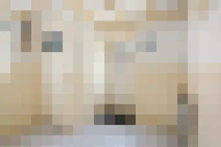 De Vriehof 6 Rohel thumbnail 36