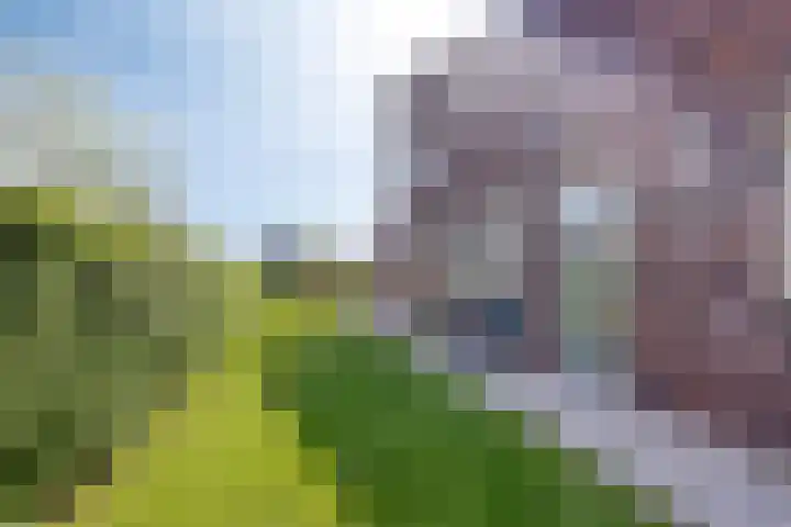 De Vuurjuffer 11 Eelderwolde thumbnail 75