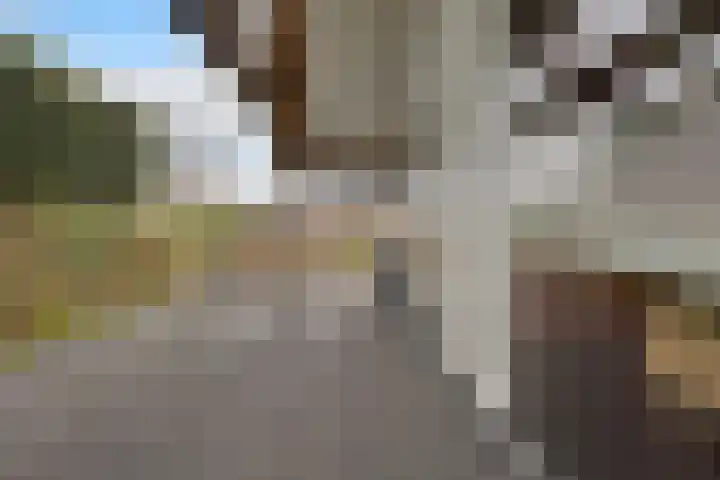 De Vuurjuffer 6 Eelderwolde thumbnail 47