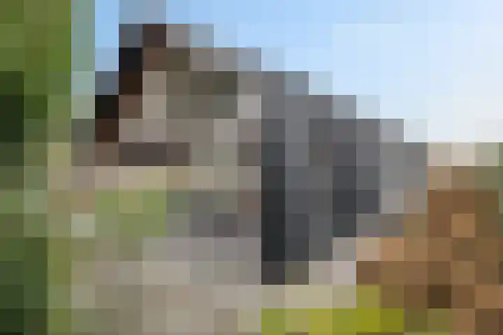 De Vuurjuffer 6 Eelderwolde thumbnail 49