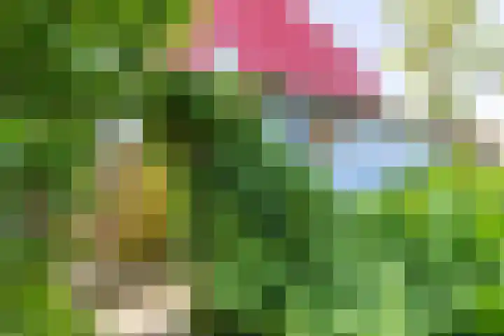 De Waard 2 Groningen thumbnail 18