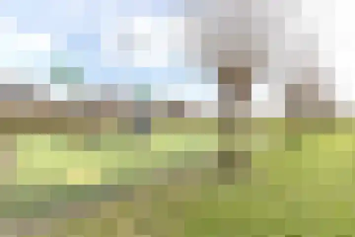 De Waard 203 Groningen thumbnail 46