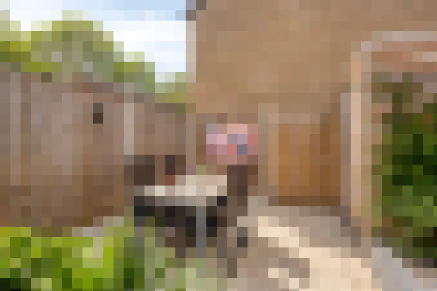 De Waarden 363 Zutphen thumbnail 37