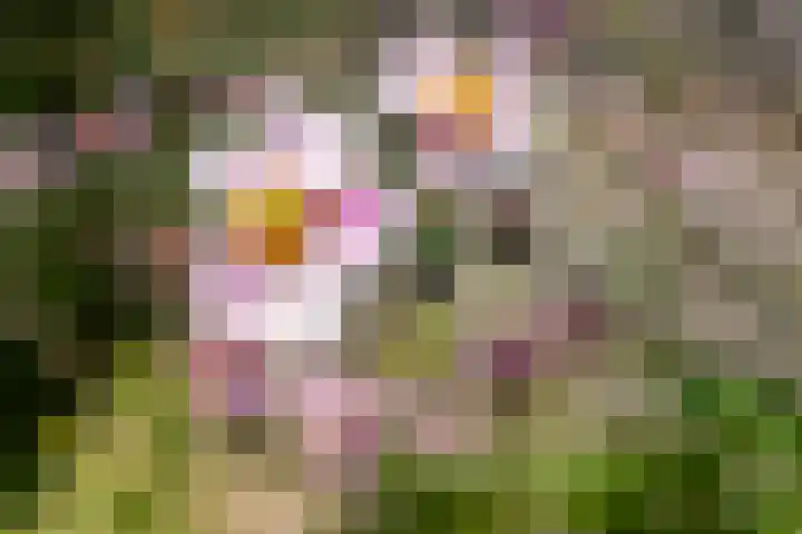 De Waarden 9 Zutphen thumbnail 25