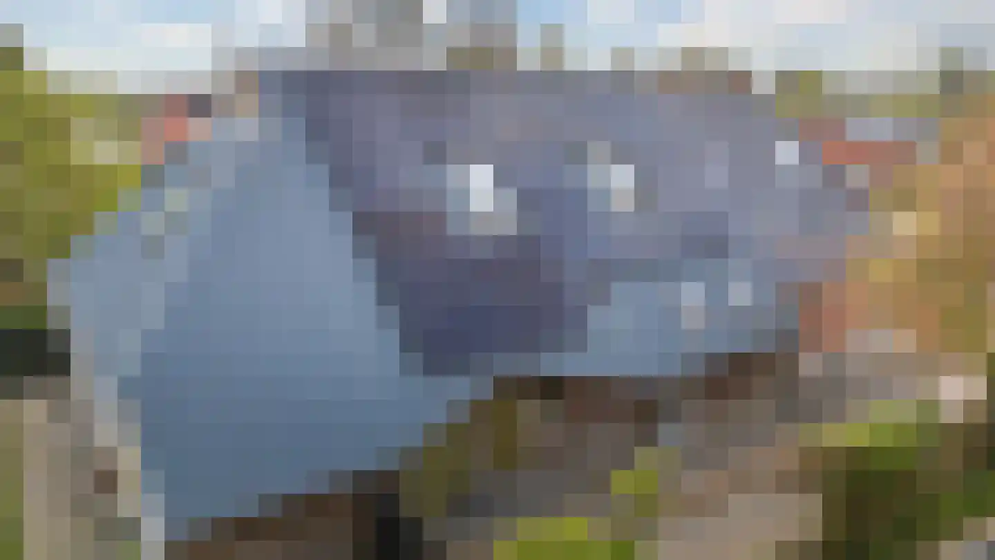 De Wâl 23 Feanwâlden thumbnail 12