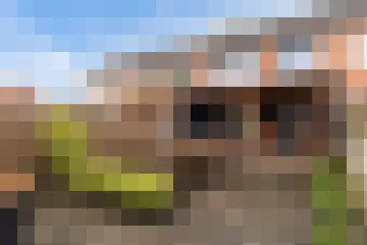 De Wal 9 Vollenhove thumbnail 26