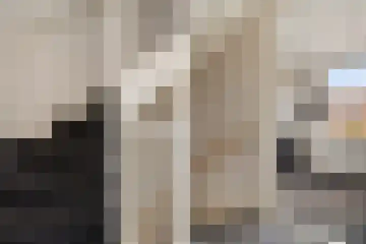De Wal 9 Vollenhove thumbnail 34