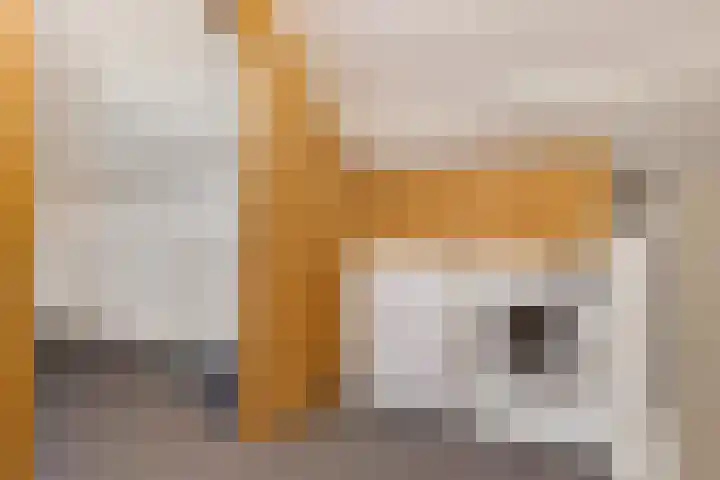 De Wal 9 Vollenhove thumbnail 37