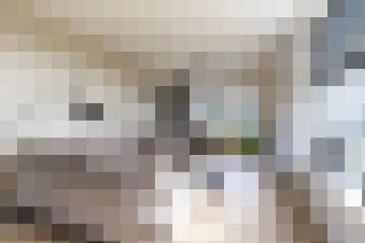 De Walle 5 Beetsterzwaag thumbnail 10
