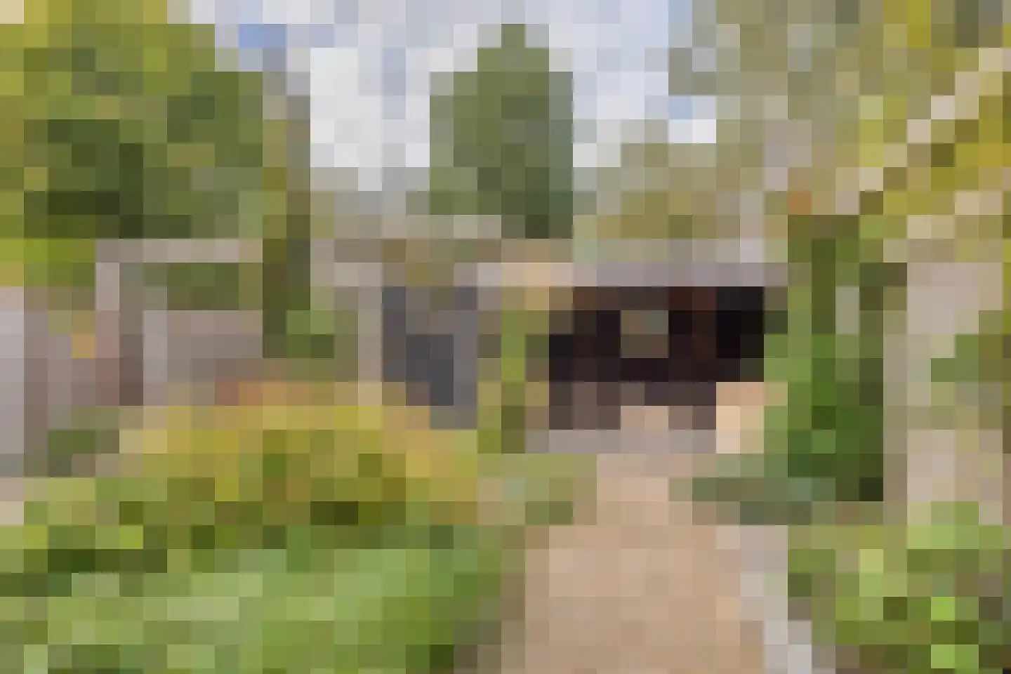 De Warren 17 Balk thumbnail 29