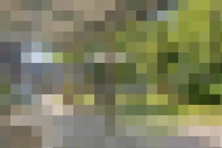 De Weel 22 Zijdewind thumbnail 39