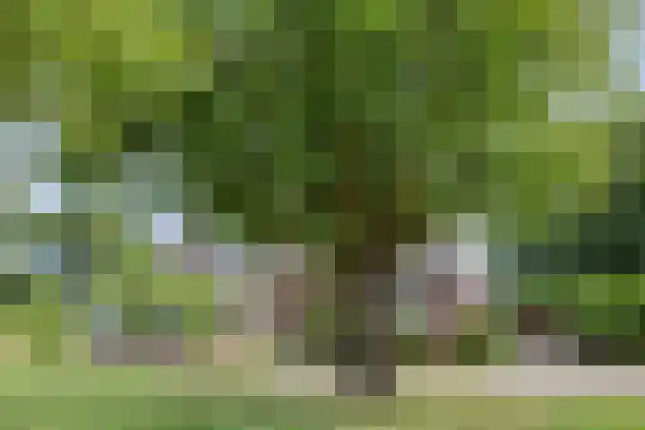 De Weel 97 Hippolytushoef thumbnail 10